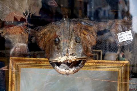 De zeeduivel. - Benny Proot